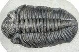 Huge Phacopid (Drotops) Trilobite - Issoumour, Morocco #363237-3